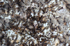 Tetramorium
