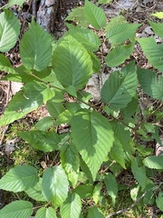 Betula alleghaniensis