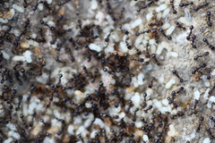 Tetramorium