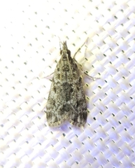 Eudonia heterosalis