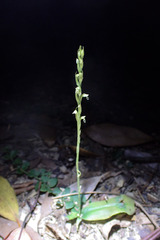 Peristylus lacertifer