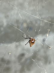 Argyrodes