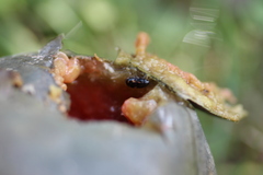 Glischrochilus quadrisignatus