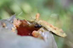 Glischrochilus quadrisignatus