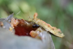 Glischrochilus quadrisignatus