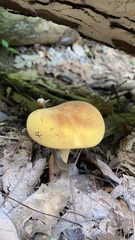 Lactifluus volemus