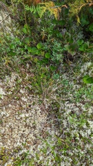 Trichophorum cespitosum