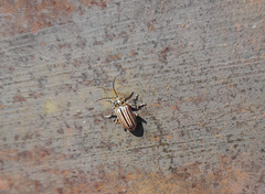 Disonycha bicarinata