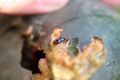 Glischrochilus quadrisignatus