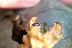 Glischrochilus quadrisignatus