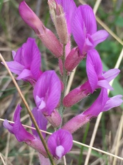Astragalus varius