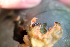 Glischrochilus quadrisignatus