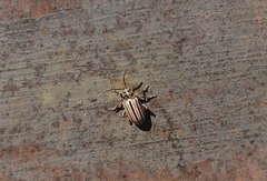 Disonycha bicarinata