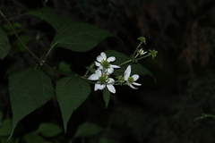 Montanoa frutescens