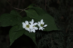 Montanoa frutescens