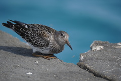 Calidris maritima