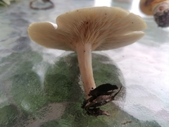 Clitocybe odora