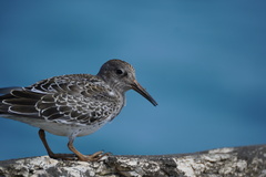 Calidris maritima