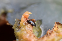 Glischrochilus quadrisignatus