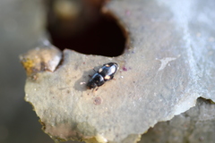 Glischrochilus quadrisignatus