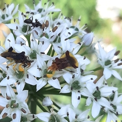 Phymata pennsylvanica