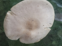 Clitocybe odora