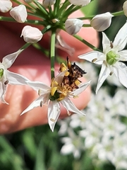 Phymata pennsylvanica