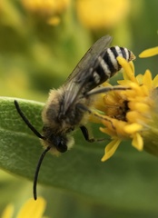 Colletes simulans armatus