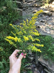 Solidago altissima