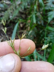 Cyperus albostriatus