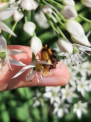 Phymata pennsylvanica