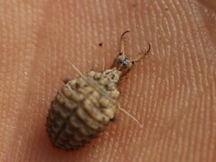 Myrmeleon inconspicuus