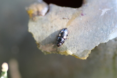 Glischrochilus quadrisignatus