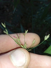 Cyperus albostriatus
