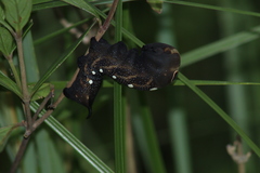 Xylophanes falco