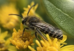 Colletes simulans armatus