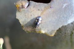 Glischrochilus quadrisignatus