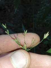 Cyperus albostriatus