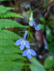 Lobelia amoena