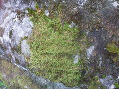 Homalothecium sericeum