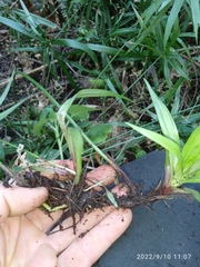 Cyperus albostriatus