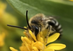 Colletes simulans armatus