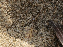 Myrmeleon inconspicuus