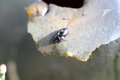 Glischrochilus quadrisignatus