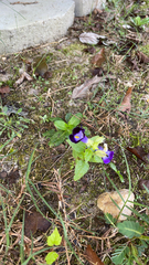 Torenia fournieri