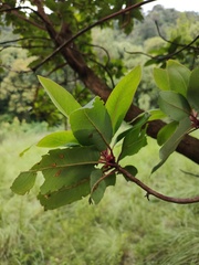 Arbutus xalapensis