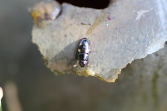 Glischrochilus quadrisignatus