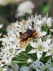 Phymata pennsylvanica