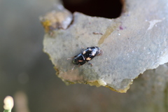 Glischrochilus quadrisignatus