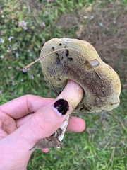 Xanthoconium purpureum